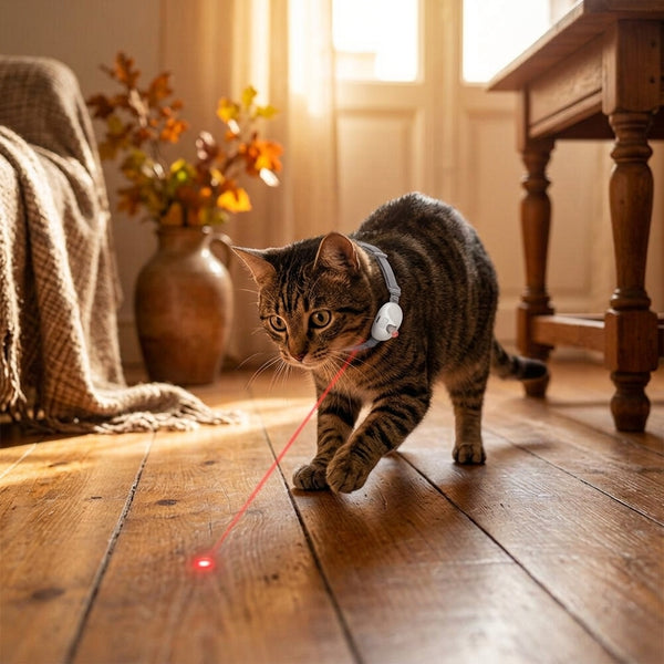 LaserPlay · Collar láser de juego para gatos